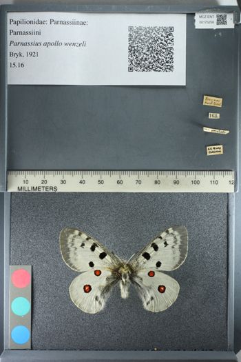 Media type: image;   Entomology 175256